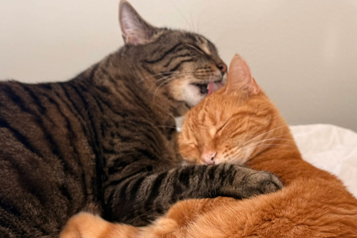 Jake licking Jenny's head.