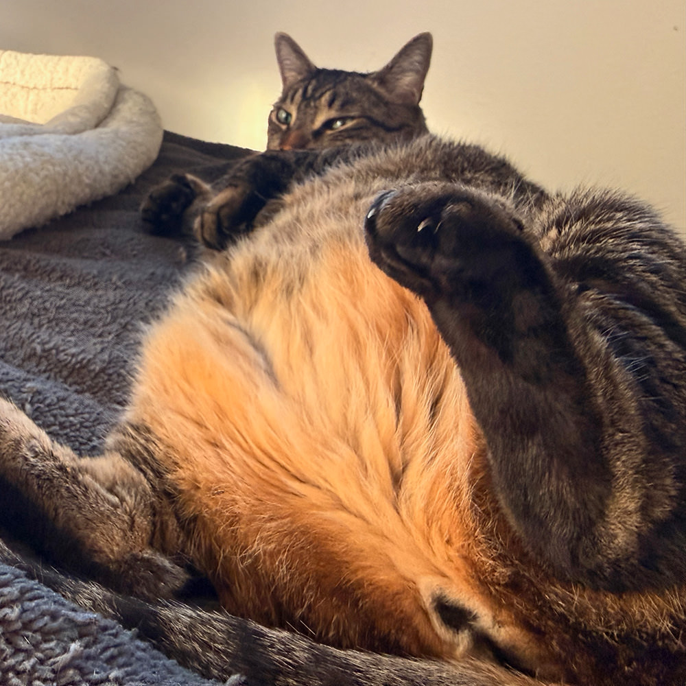 Jake flopped on his back, spread-eagle, with his big belly showing.