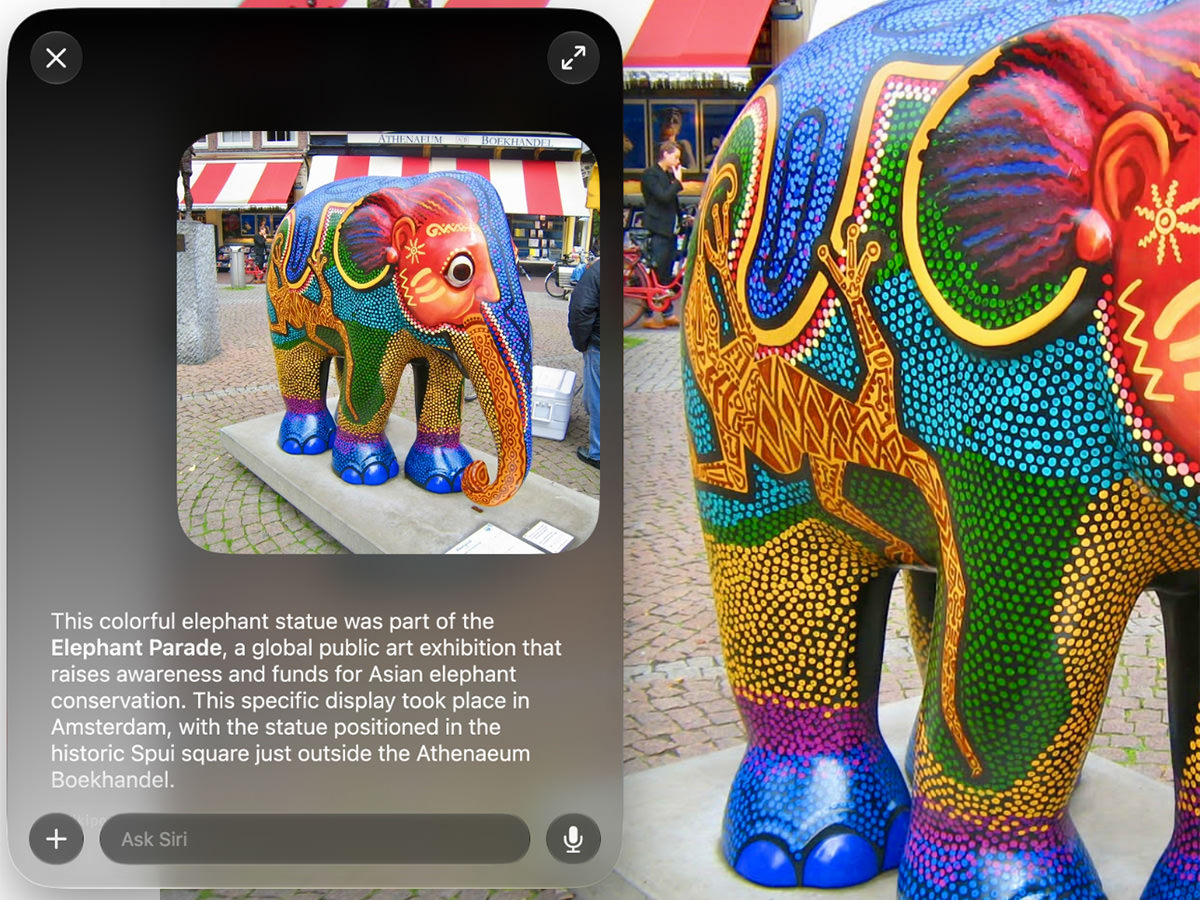 Siri looks at an elephant!