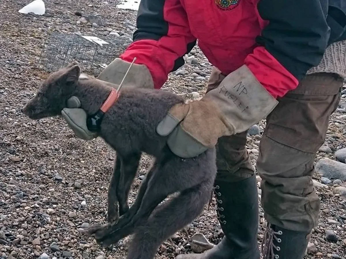 A small fox with a stracking collar being held by a Norwegian Polar Institute worker.