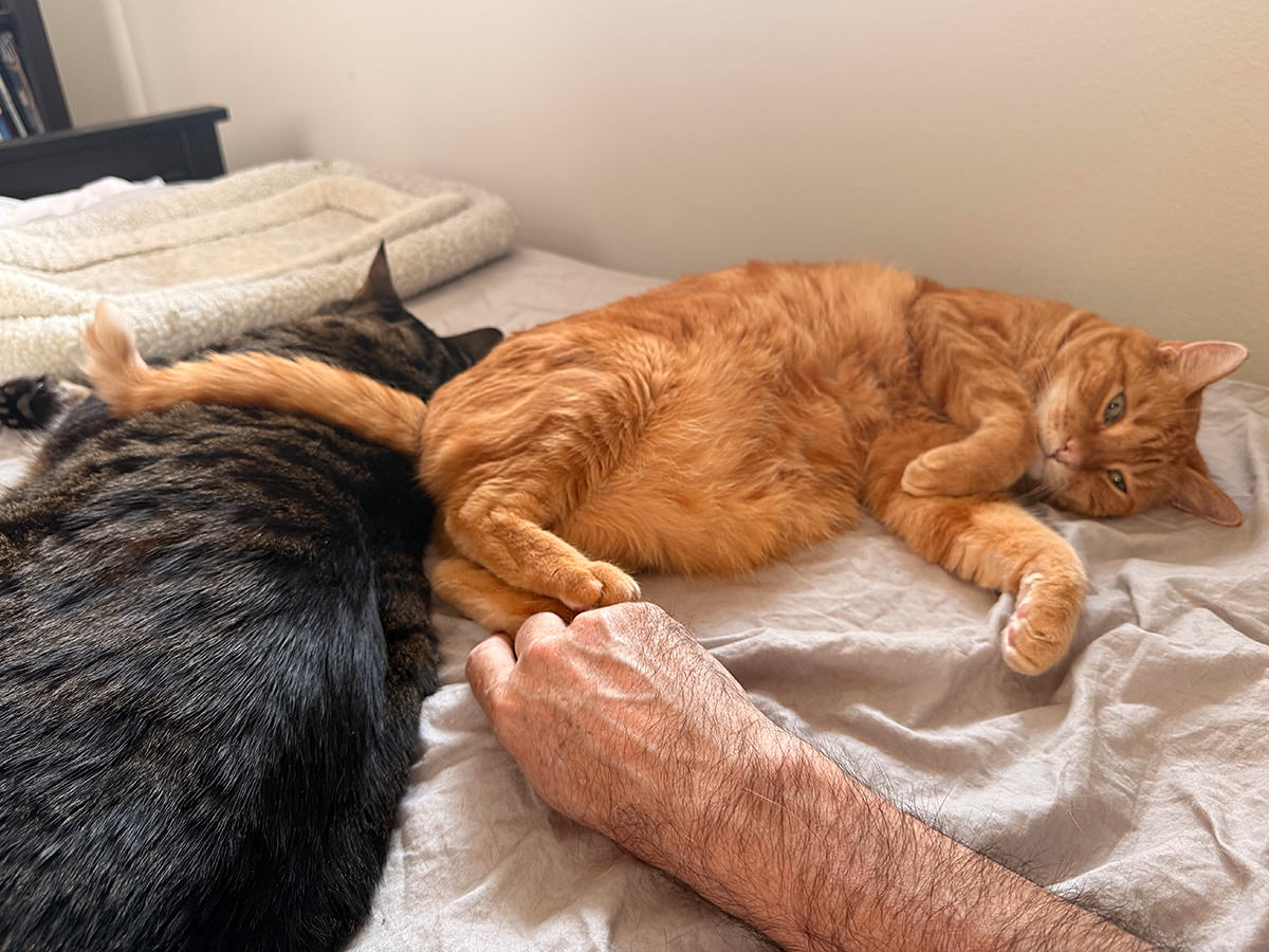 Jake and Jenny laying in bed... Jenny's tail is across Jake's neck.