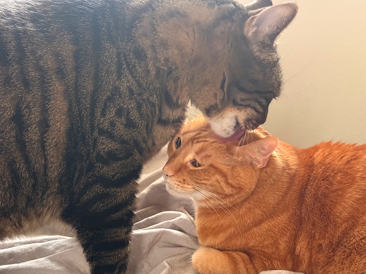 Jake licking Jenny's head..