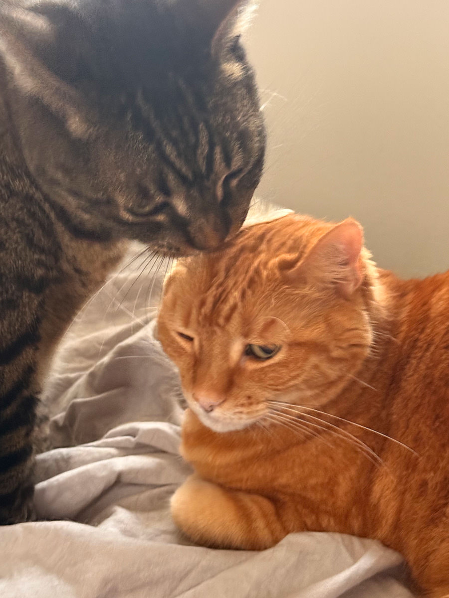Jake and Jenny laying in bed... Jenny's tail is across Jake's neck.