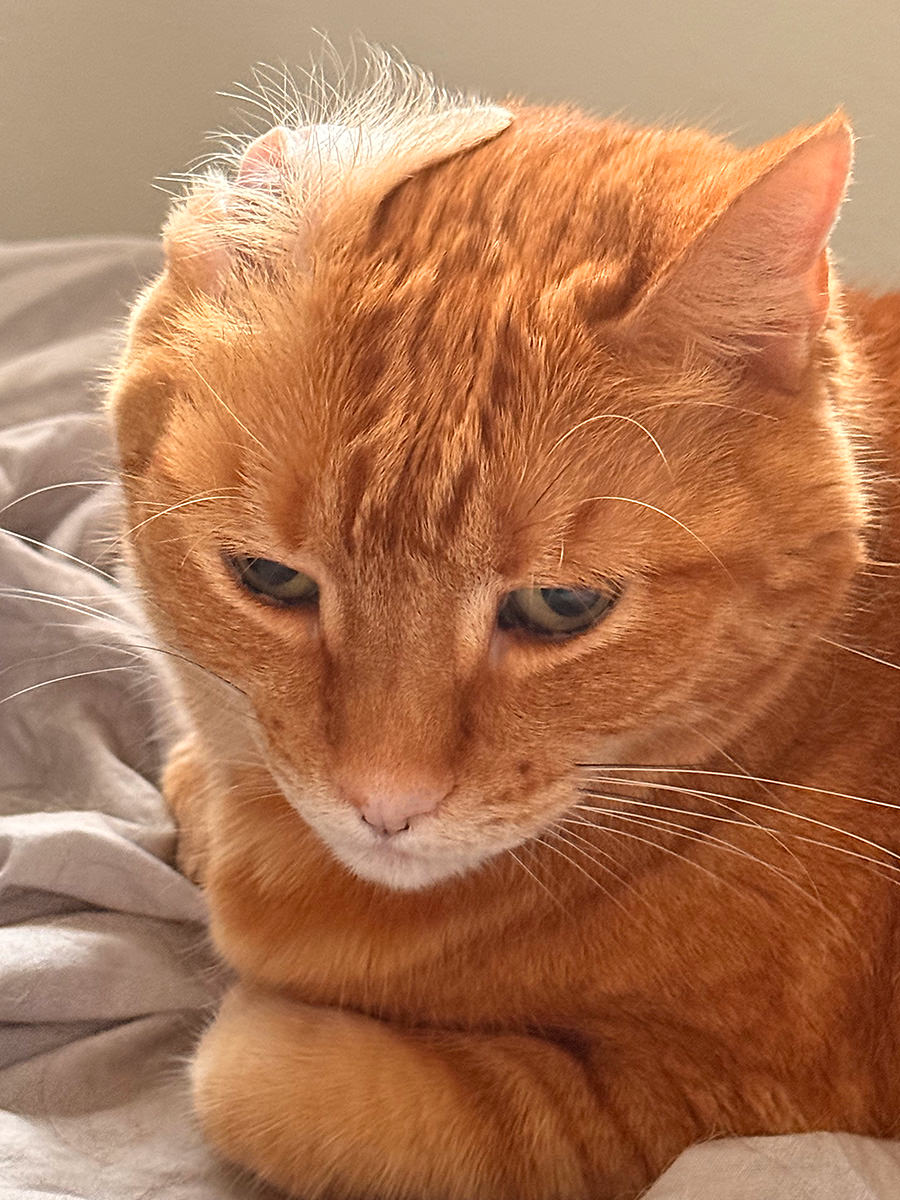 Jenny's ear has been flipped!
