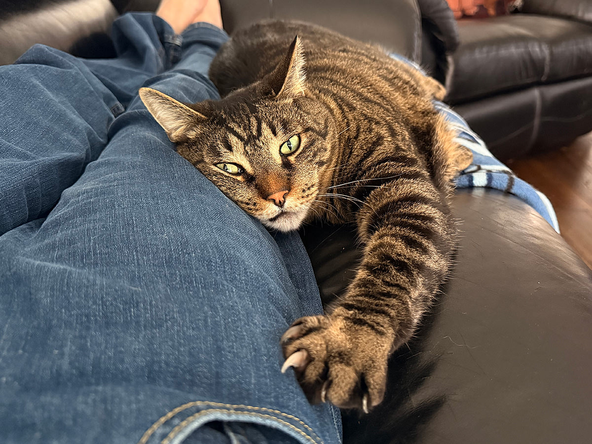 Jake looking at me while clawing my jeans.