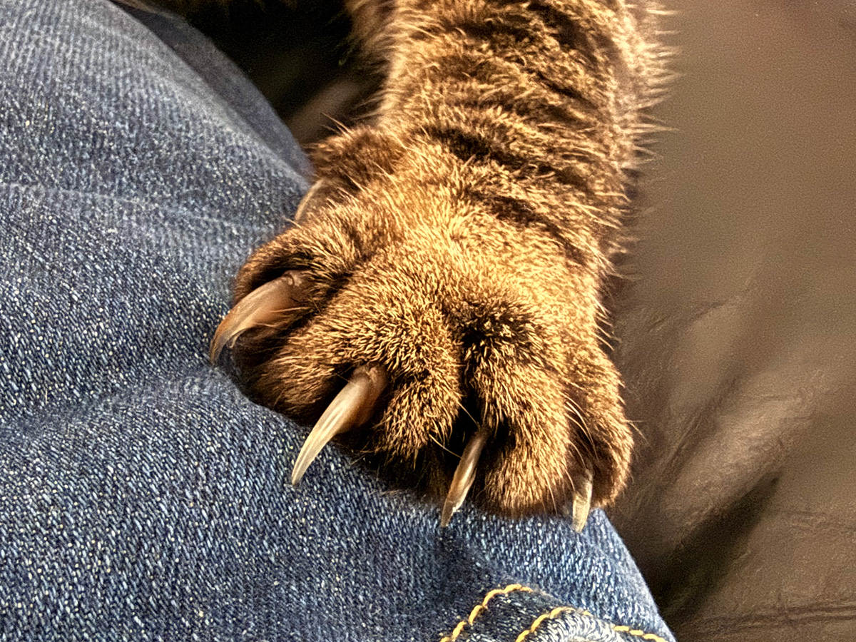 Close up of Jakes hefty claws.