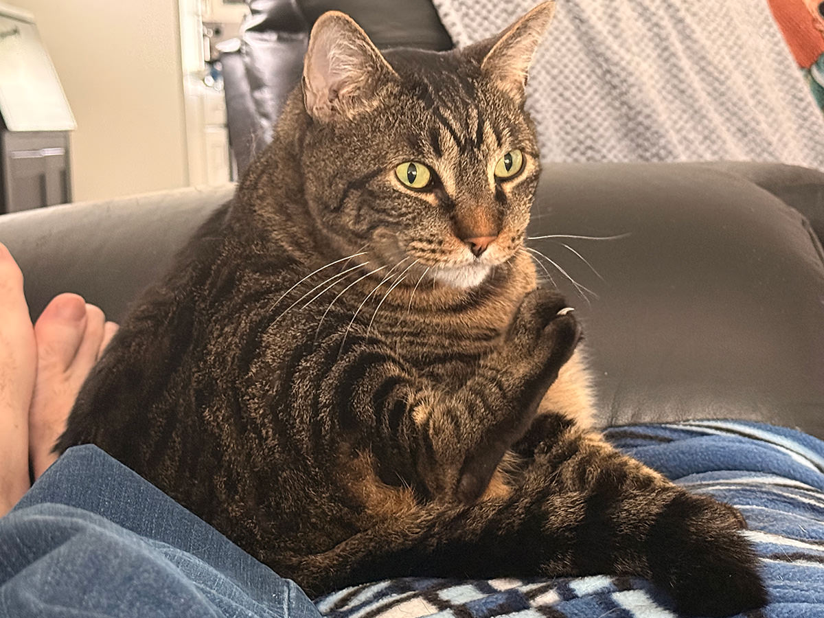 Jake grooming his claws.
